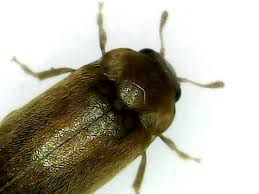 Attēlu rezultāti vaicājumam “Byturus ochraceus”