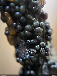 Attēlu rezultāti vaicājumam “Physarum braunianum macro”