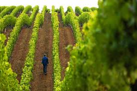 Image result for site:net pino◆MatthewZ8E