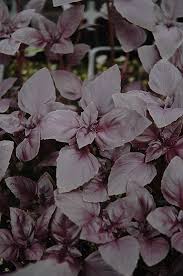 Image result for Ocimum basilicum