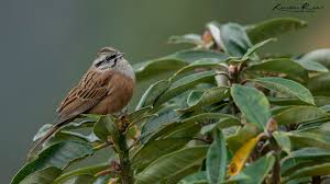 Image result for Emberiza cia