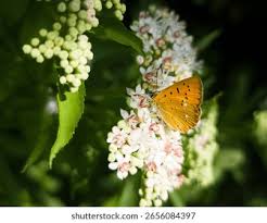Attēlu rezultāti vaicājumam “Lycaena virgaureae female”