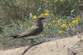 Image result for Glareola pratincola