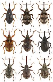 Attēlu rezultāti vaicājumam “Anthonomus phyllocola”