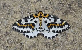 Attēlu rezultāti vaicājumam “Abraxas grossulariata larva”