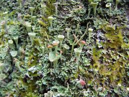 Attēlu rezultāti vaicājumam “Cladonia fimbriata”