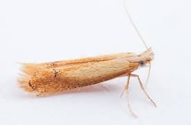 Attēlu rezultāti vaicājumam “Tischeriidae”