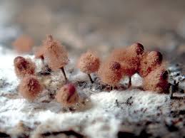 Attēlu rezultāti vaicājumam “Arcyria denudata spores”