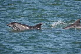 Image result for Belfairs Dolphins Snorkelling Club