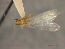 Attēlu rezultāti vaicājumam “Plecoptera”