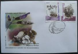 Image result for Campanula formanekiana