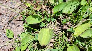 Attēlu rezultāti vaicājumam “Plantago major subsp. intermedia leaf”