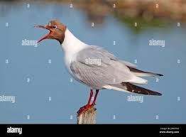 Attēlu rezultāti vaicājumam “Larus ridibundus adult”