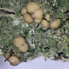 Attēlu rezultāti vaicājumam “Biatora sphaeroides”