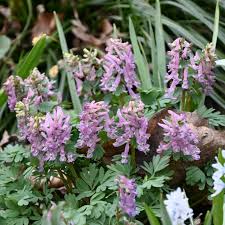 Attēlu rezultāti vaicājumam “Corydalis solida fruit”