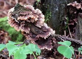 Attēlu rezultāti vaicājumam “Thelephora terrestris”
