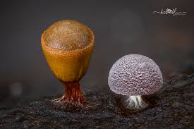 Attēlu rezultāti vaicājumam “Didymium verrucisporum macro”