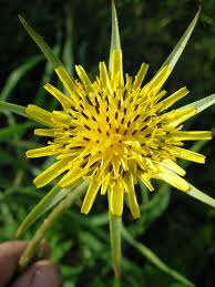 Attēlu rezultāti vaicājumam “Tragopogon pratensis subsp. pratensis”