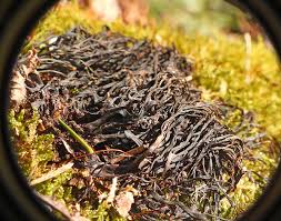 Attēlu rezultāti vaicājumam “Clavulinopsis cinerioides”
