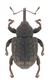 Attēlu rezultāti vaicājumam “Curculionidae”