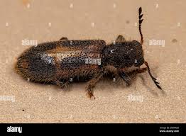 Attēlu rezultāti vaicājumam “Cleridae”