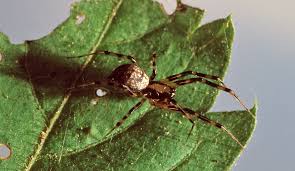 Attēlu rezultāti vaicājumam “Linyphiidae”