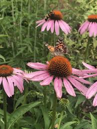 Image result for Echinacea purpurea