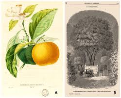 Attēlu rezultāti vaicājumam “Juglans x sinensis fruit”