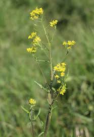 Attēlu rezultāti vaicājumam “Sisymbrium loeselii”