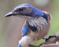 Attēlu rezultāti vaicājumam “Corvidae”