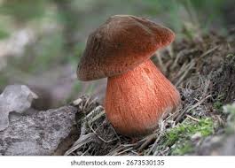 Attēlu rezultāti vaicājumam “Sutorius luridiformis”