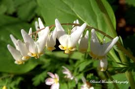 Attēlu rezultāti vaicājumam “Vicia sylvatica flower”