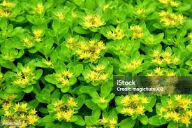 Attēlu rezultāti vaicājumam “Sedum aizoon fruit”