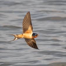 Attēlu rezultāti vaicājumam “Hirundo rustica juvenile”