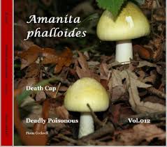 Attēlu rezultāti vaicājumam “Amanita phalloides”