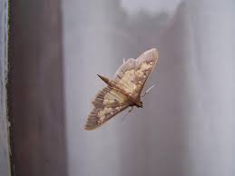 Attēlu rezultāti vaicājumam “Crambidae”