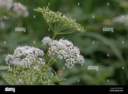 Attēlu rezultāti vaicājumam “Anthriscus sylvestris flower”