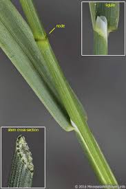 Attēlu rezultāti vaicājumam “Poa compressa”