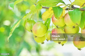 Attēlu rezultāti vaicājumam “Malus prunifolia fruit”