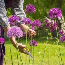 Attēlu rezultāti vaicājumam “Allium holandicum”
