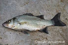 Image result for Morone chrysops