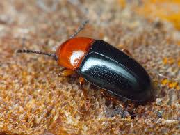 Attēlu rezultāti vaicājumam “Triplax russica”