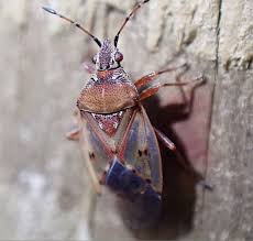 Attēlu rezultāti vaicājumam “Kleidocerys resedae”