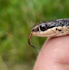 Image result for reptile scales