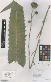 Attēlu rezultāti vaicājumam “Cirsium heterophyllum leaf”