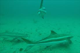 Image result for Rachycentron canadum