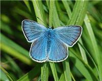 Attēlu rezultāti vaicājumam “Agrodiaetus amandus”