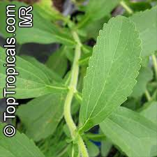 Image result for Stevia rebaudiana