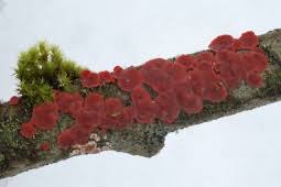 Attēlu rezultāti vaicājumam “Cytidia salicina”