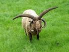 The wool is dark chocolate - via Daymix